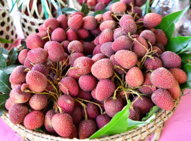 อธิบดีกรมส่งเสริมสหกรณ์ ลงพื้นที่เยี่ยมชมแปลงลิ้นจี่ ... พารามิเตอร์รูปภาพ 12